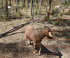 Goats in a field