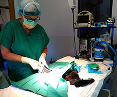 Vet operating on wildlife