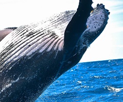 Crowning whale breaches the water.