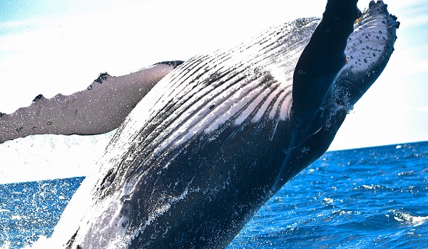 Crowning whale breaches the water.