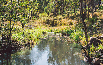 Bushland creek, Dungog Common NSW