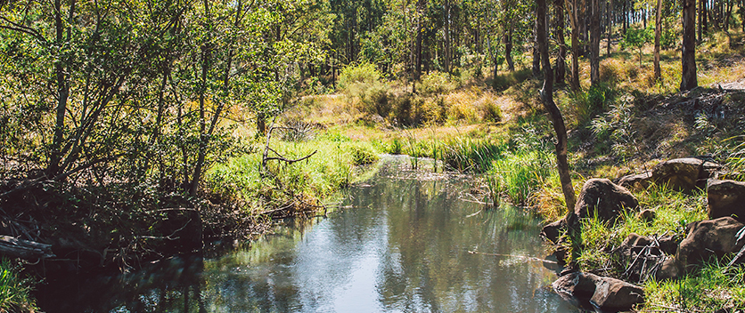 Bushland creek, Dungog Common NSW