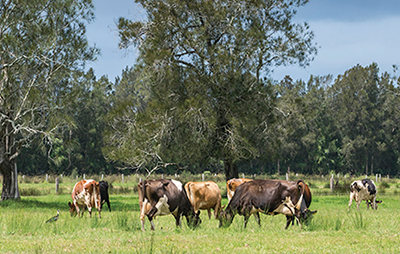 Cows graze in paddock at Oxley Island near Taree, NSW.