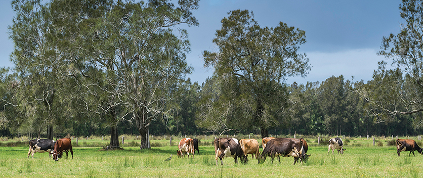 Cows graze in paddock at Oxley Island near Taree, NSW.