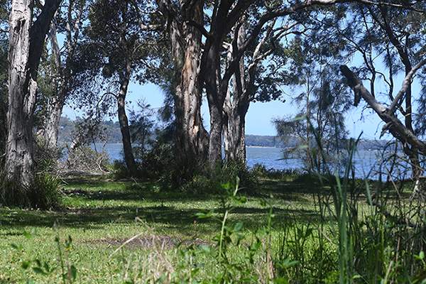 Lake view thru gum trees. Credit: Chris Richardson