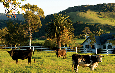 Livestock grazing in enclosure