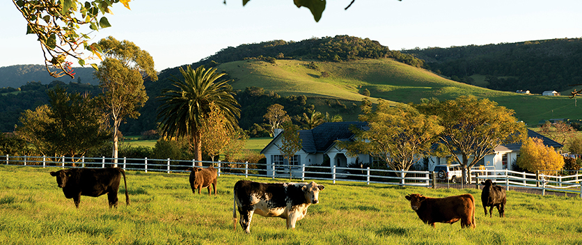 Livestock grazing in enclosure