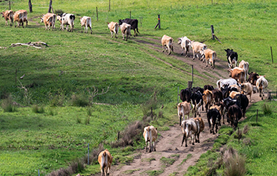 Livestock walking on road through farmland