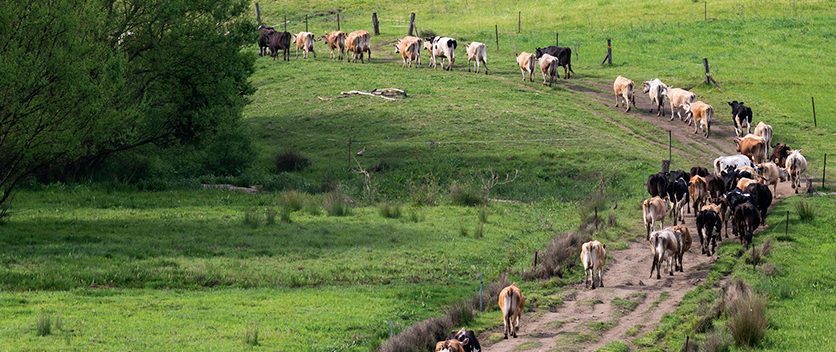 Livestock walking on road through farmland