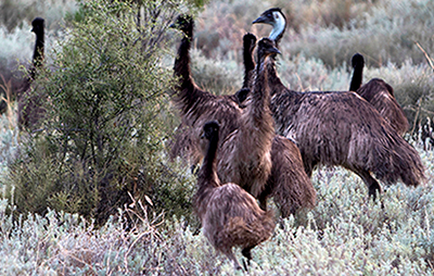 A family of emus near Lightning Ridge, NSW.