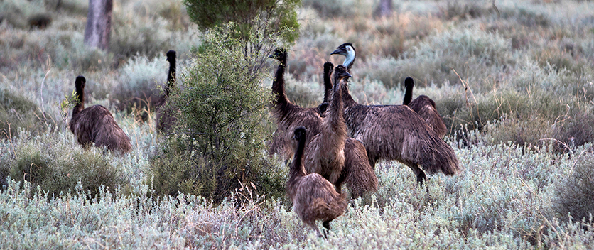 A family of emus near Lightning Ridge, NSW.