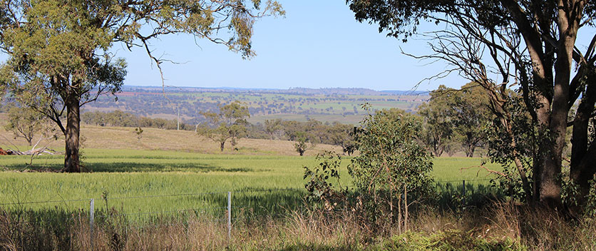 Western NSW landscape