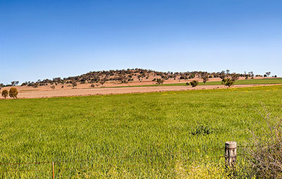 Endless wheat farm fields in rural regional NSW