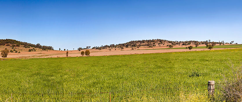 Endless wheat farm fields in rural regional NSW