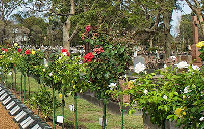 Rose bushes in cemetery with gravestones