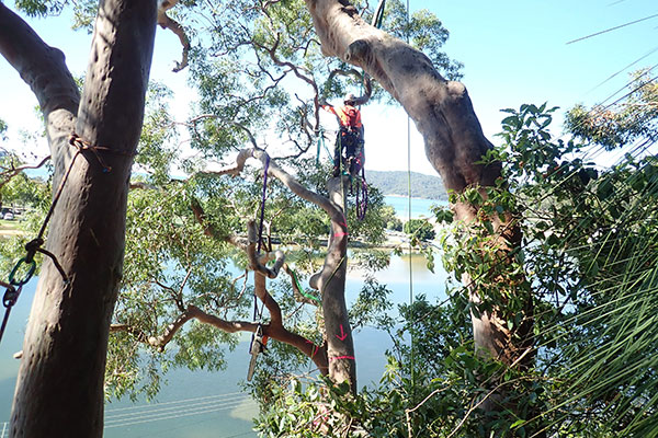 An abseiling worker trimming dangerous trees on the steep slope