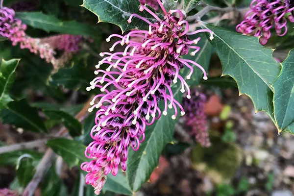 The project is helping save Tumut Grevillea shrubs by collecting seeds around Tumut and testing how the plants and seeds react to traditional burning