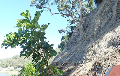Wire mesh netting securing the steep slope above homes at Patonga