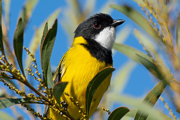 Golden Whistler Bird