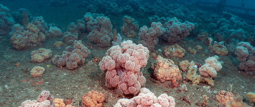 Soft coral on HMAS Adelaide