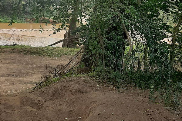 One of the river gums impacted by vehicle erosion.