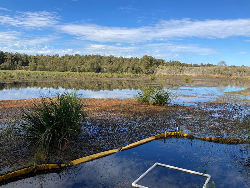 Clear lake after weevil intervention