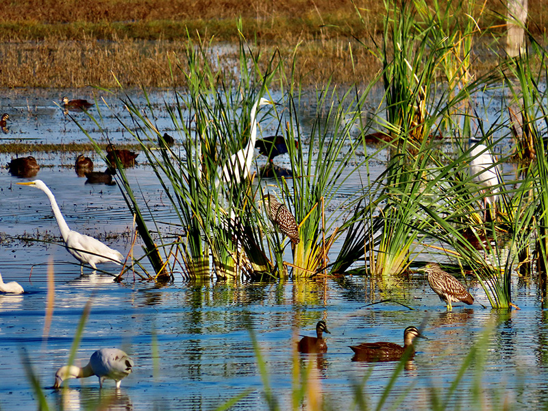 Wetlands birdlife