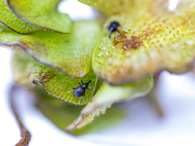 Weevils feeding on salvinia