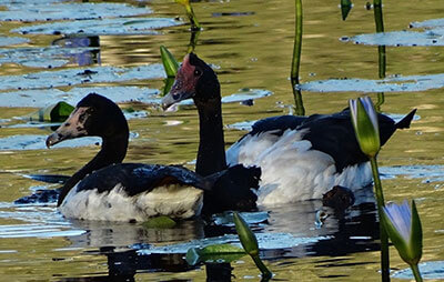 Magpie geese in the Urunga Wetlands