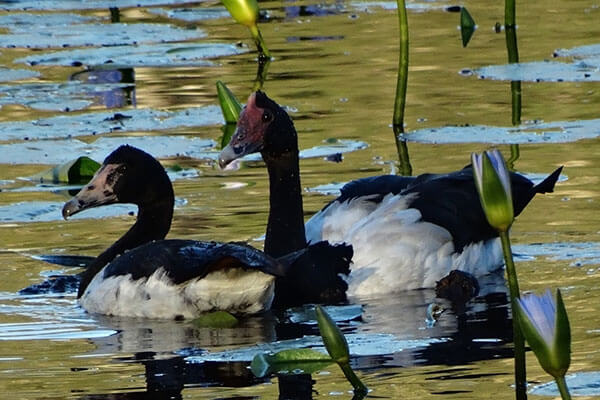 Magpie Geese are among the birdlife at Urunga Wetlands