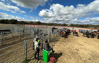 Rodeo at Bungendore