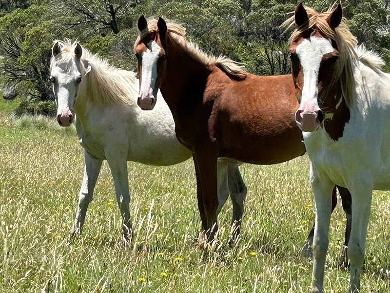 Some of the horses that are being rehomed after being rescued from Candelo Common