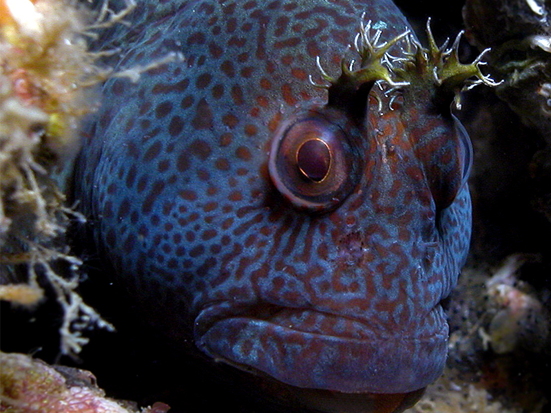 The Horned Blenny (Parablennius intermedius), a fish species found in Nelson Bay. Photo credit: David Harasti.
