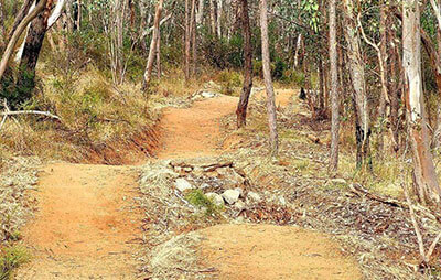 Dirt track thru bushland at Nail Can Hill