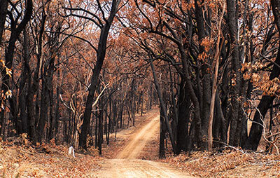 Dirt road winding thru burnt out bushland and trees