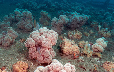 Underwater image of mass of soft coral on the seabed