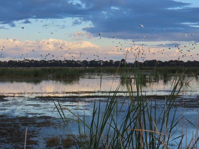 Fivebough Wetlands