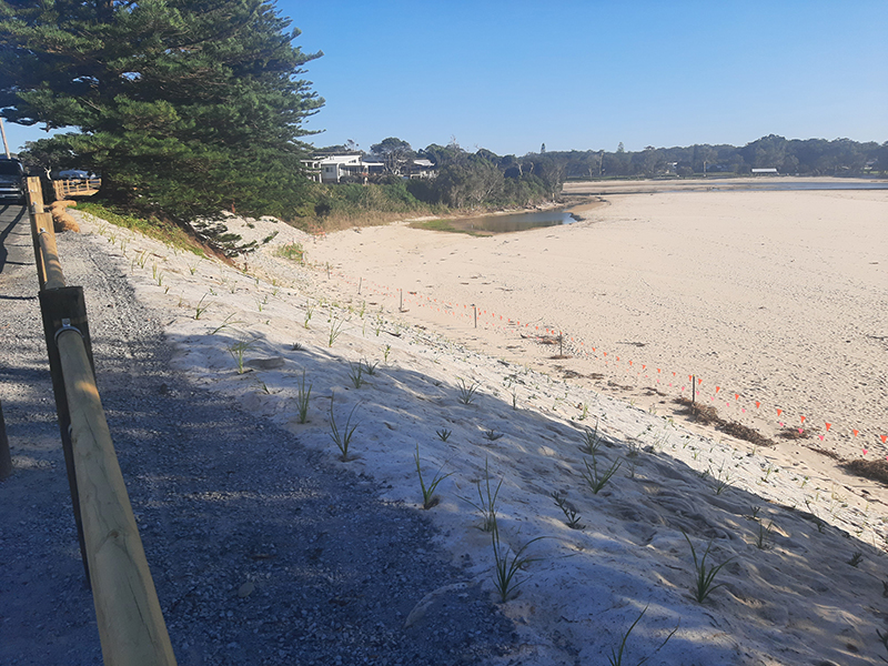 Native plantings