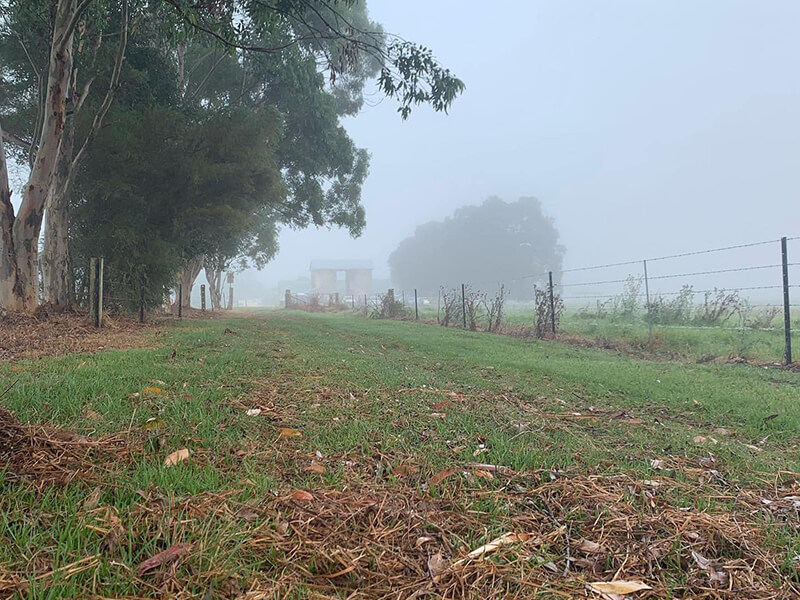 Field in bushland with fog covering grassy ground.