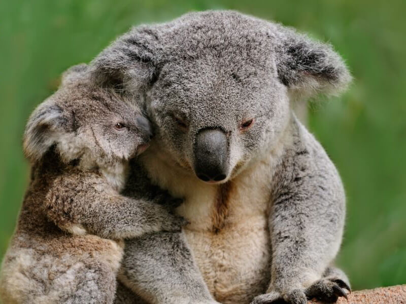 Koalas at Northern Rivers Wildlife Hospital. Credit: Northern Rivers Wildlife Hospital