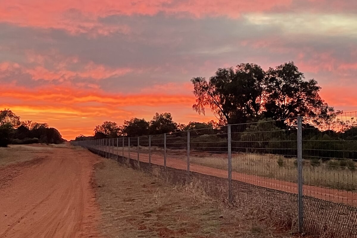 Part of the dog-proof border fence that runs along the New South Wales, Queensland, and South Australian borders. It is fence with metal post and mesh screening and there are red dirt roads and native grasses on either side. In this image, it is sunset.