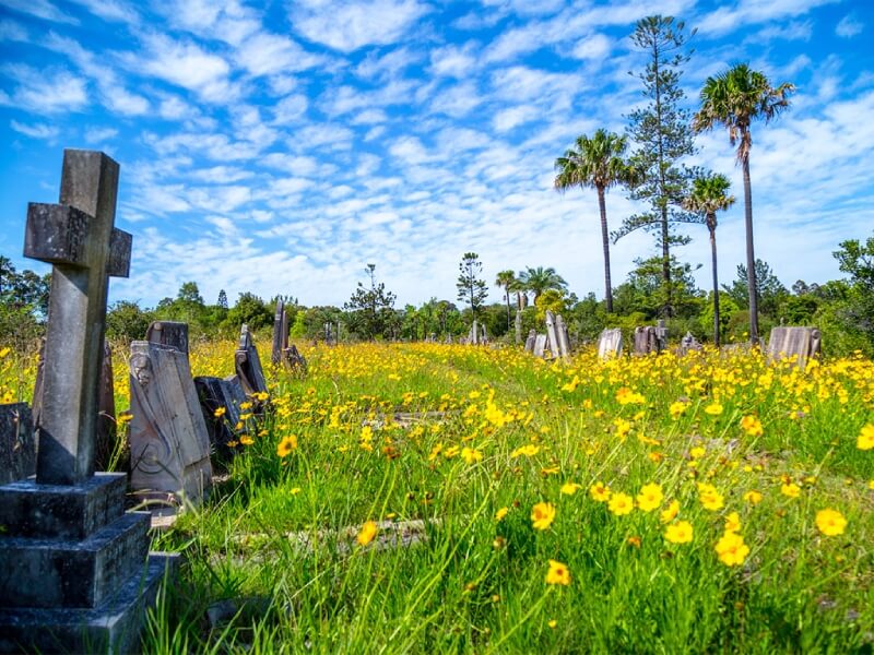 Multiple headstones within the backdrop of yellow flowers.
