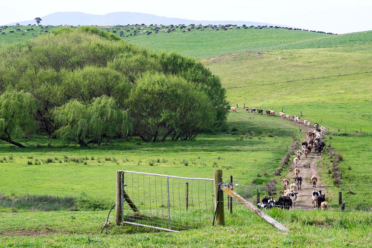 Cows as travelling livestock reserves in the Bega Valley, Bega NSW. Credit: NSW Department of Planning, Housing and Infrastructure / Jaime Plaza Van Roon