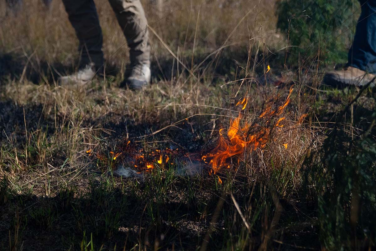 Cultural fire burn. Credit: NSW Department of Planning, Housing and Infrastructure / Jojo Munoz
