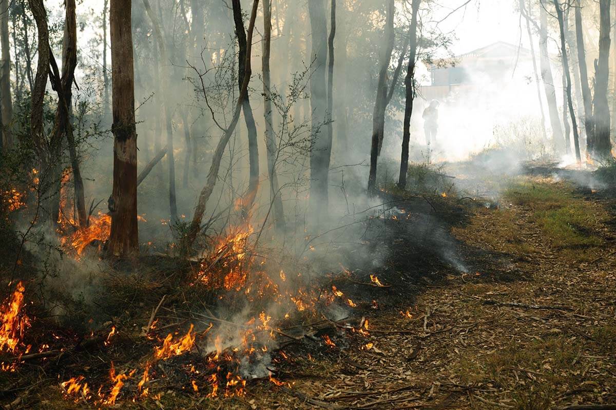 Fire hazard reduction flames, near Campbelltown NSW. Credit: NSW Department of Planning, Housing and Infrastructure / Bill Code