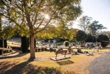 View of graveyard with gravestones in cemetery behind large tree.
