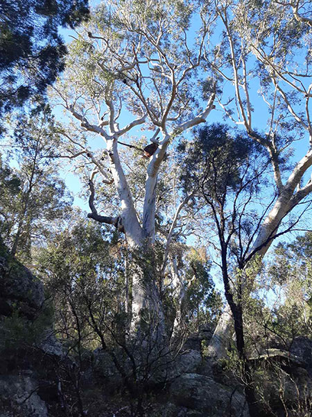 A towering ghost gum on the reserve