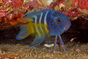 Blue Devil. Credit: David Harasti Blue Devil. Credit: David Harasti