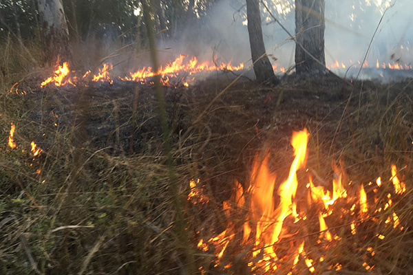 Aboriginal cultural fire management strategy.