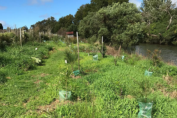 Native species have been planted on the walk